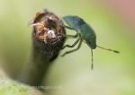 Green shield bug