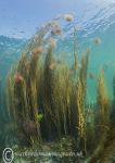Aughrus seaweeds