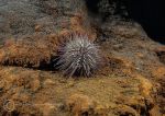 Green sea urchin