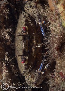 velvet swimming crab