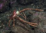 Long-clawed squat lobster