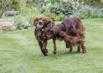 Finbar & Roonagh & a ball 4