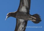 Brown Booby