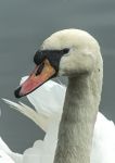 Mute swan 2