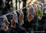 Frost & leaves
