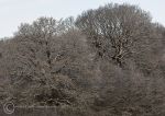 Winter trees