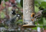 Sparrows on feeder