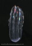 Comb jelly