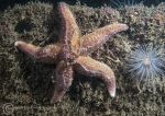 Common starfish & anemone