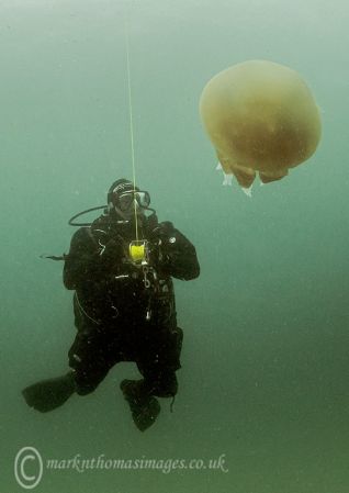 Barrel Jellyfish & Diver 