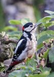 Greater-spotted woodpecker