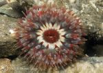 dahlia anemone