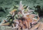 Common starfish pile