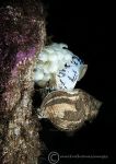 Common whelk