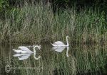 Mute swans 2014