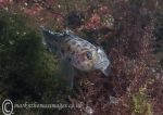 Leopard-spotted goby 2