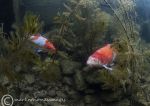 Carp orange duo