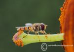 Marmalade Hoverfly