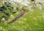 Two-spot goby