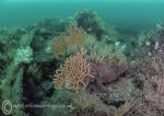 Pink sea fan - Mohegan