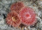 dahlia anemones