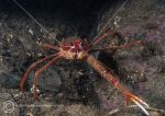 Long-clawed squat lobster