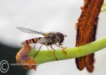 Marmalade Hover Fly