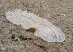 Candy-striped flatworm