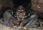 Lobster - Trefor