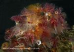 Organ pipe fanworms