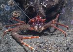 Long-clawed squat lobster