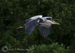 Grey Heron