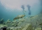 Trout/Surface divers
