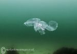 Moon jelly - damaged