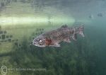 One-eyed Rainbow trout