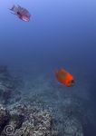 Mexican Hogfish & Clarion Angelfish