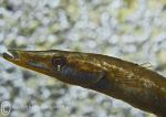 Fifteen-spined stickleback