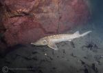 Pale sturgeon