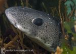 Catshark close-up