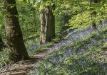 Bluebell path 2