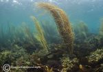 Anchor Bay reef