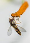 Hoverfly on lily anther 2