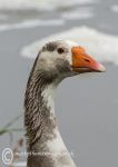 Goose