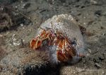 Hermit Crab & Hydroid