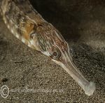 Greater pipefish