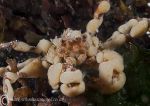 sponge spider crab