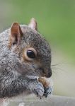 Grey squirrel