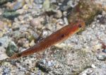 Two-spot goby