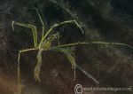 Long-legged Spider Crab - yellow