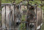 donkeys-Claddaghduff